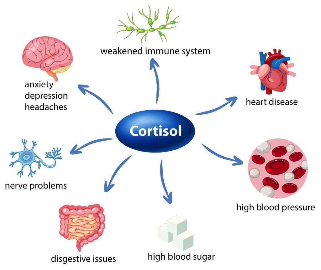 Cortisol Hormone